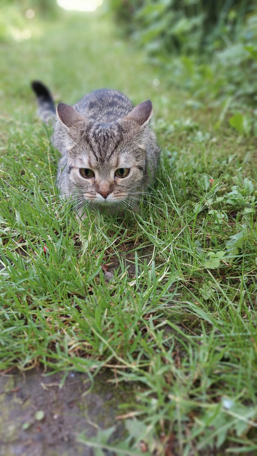Vermisst: Katze, weiblich, grau getigert, gechipt