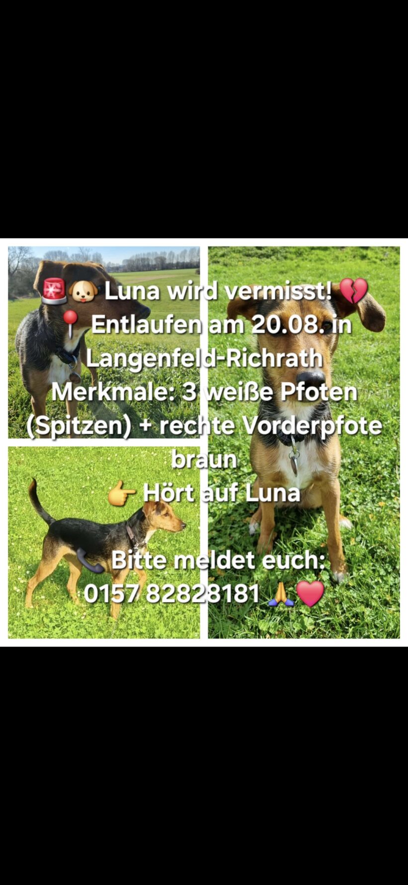 VERMISST: Hündin Luna