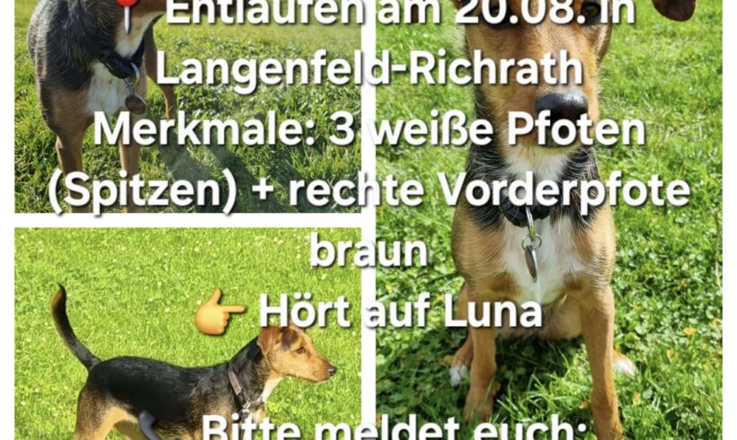 VERMISST: Hündin Luna