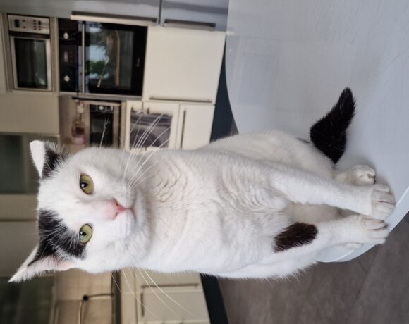 VERMISST: Kater, weiß mit schwarz, gechipt und kastriert