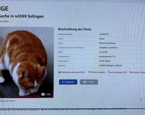 FUND: Kater, rot-weiß