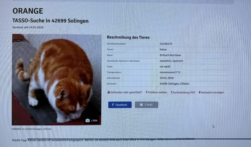 FUND: Kater, rot-weiß