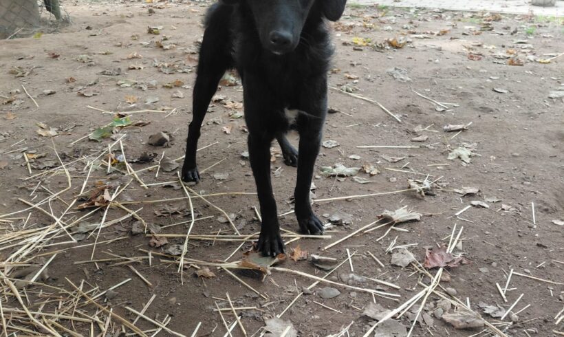 Elfie