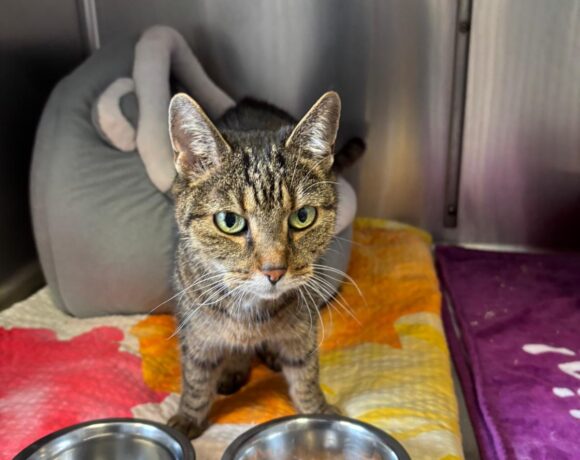 Fund: Katze, nicht gechipt, getigert