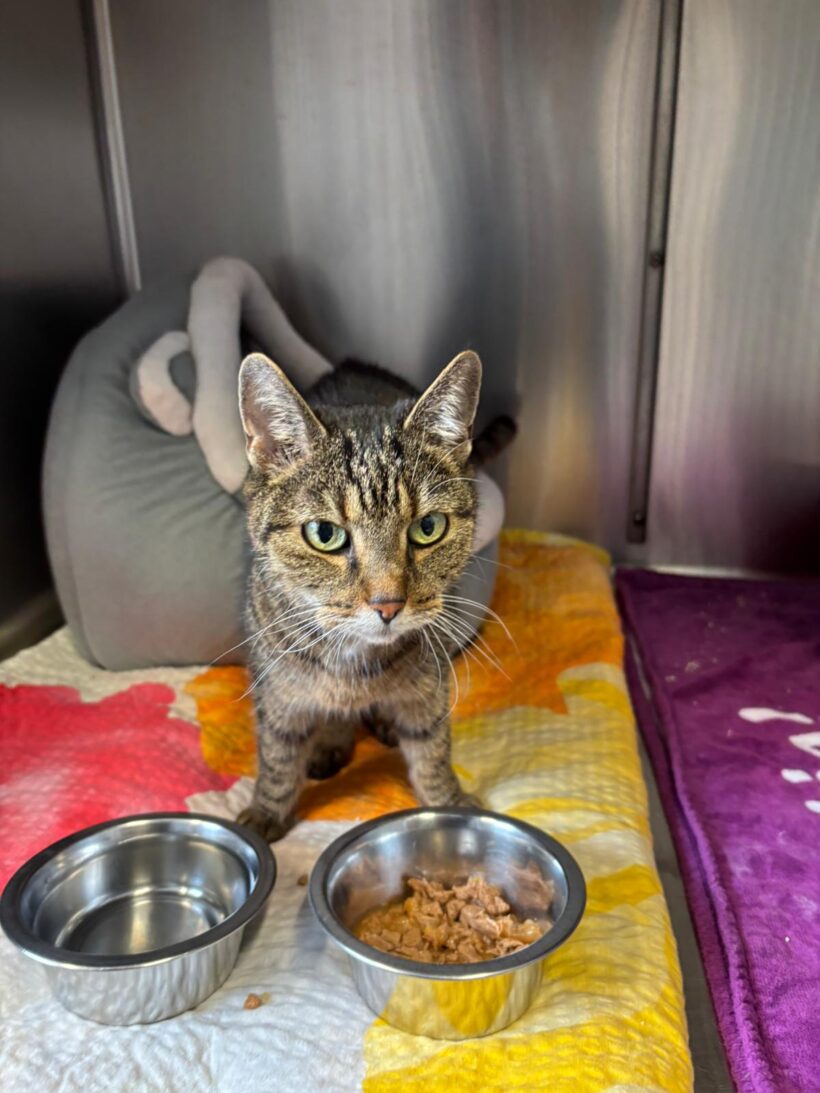 Fund: Katze, nicht gechipt, getigert