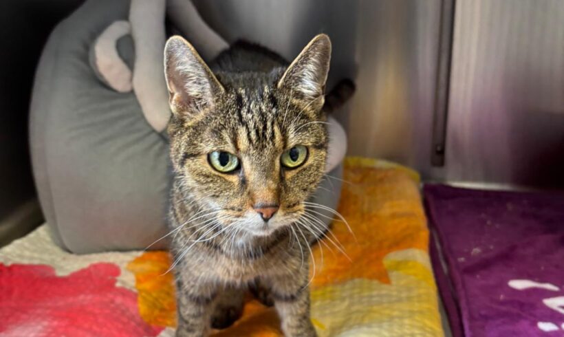 Fund: Katze, nicht gechipt, getigert