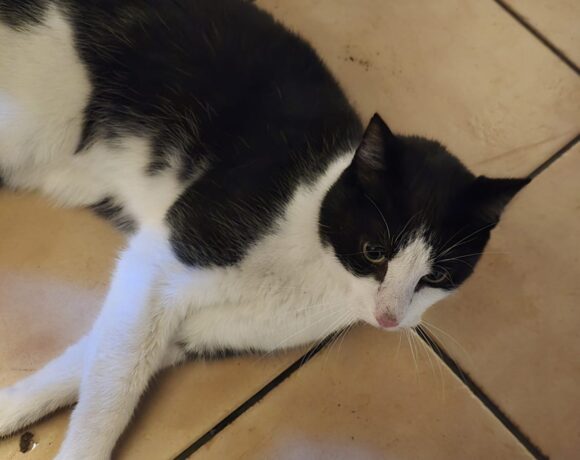 FUND: Kater, schwarz- weiß, Goethestraße