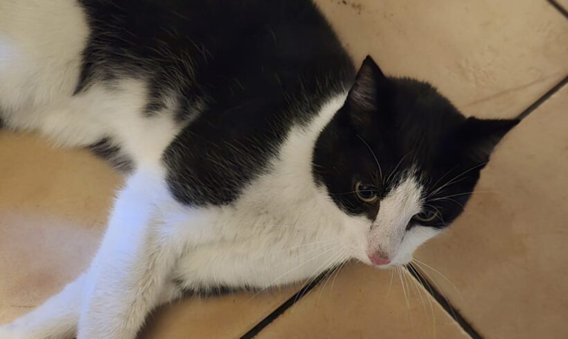 FUND: Kater, schwarz- weiß, Goethestraße