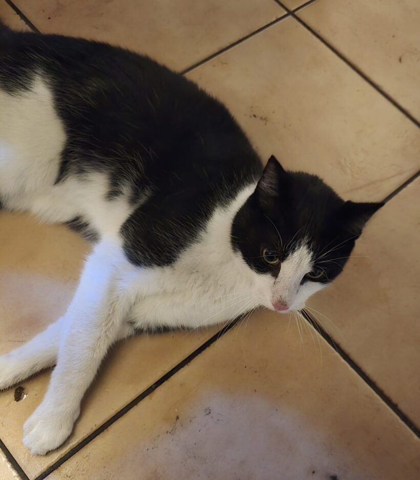 FUND: Kater, schwarz- weiß, Goethestraße