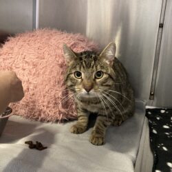 FUND: Kater, unkastriert , kein Chip, getigert