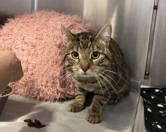 FUND: Kater, unkastriert , kein Chip, getigert