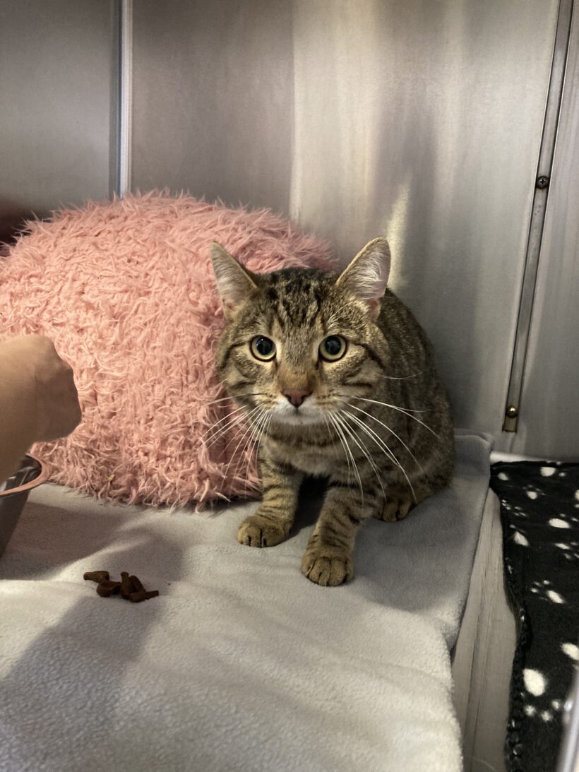 FUND: Kater, unkastriert , kein Chip, getigert