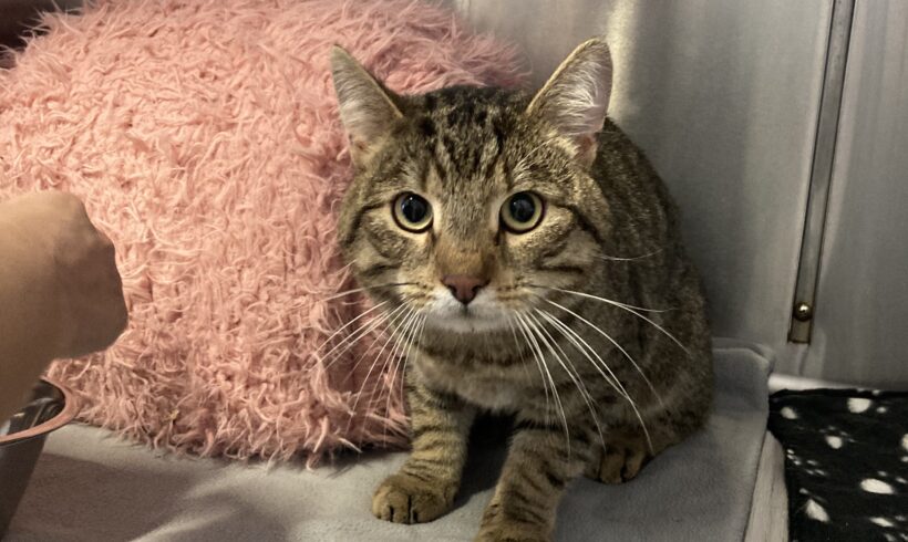 FUND: Kater, unkastriert , kein Chip, getigert