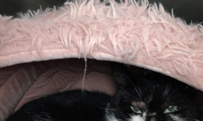 Fund: Katze, nicht gechipt, schwarz-weiß