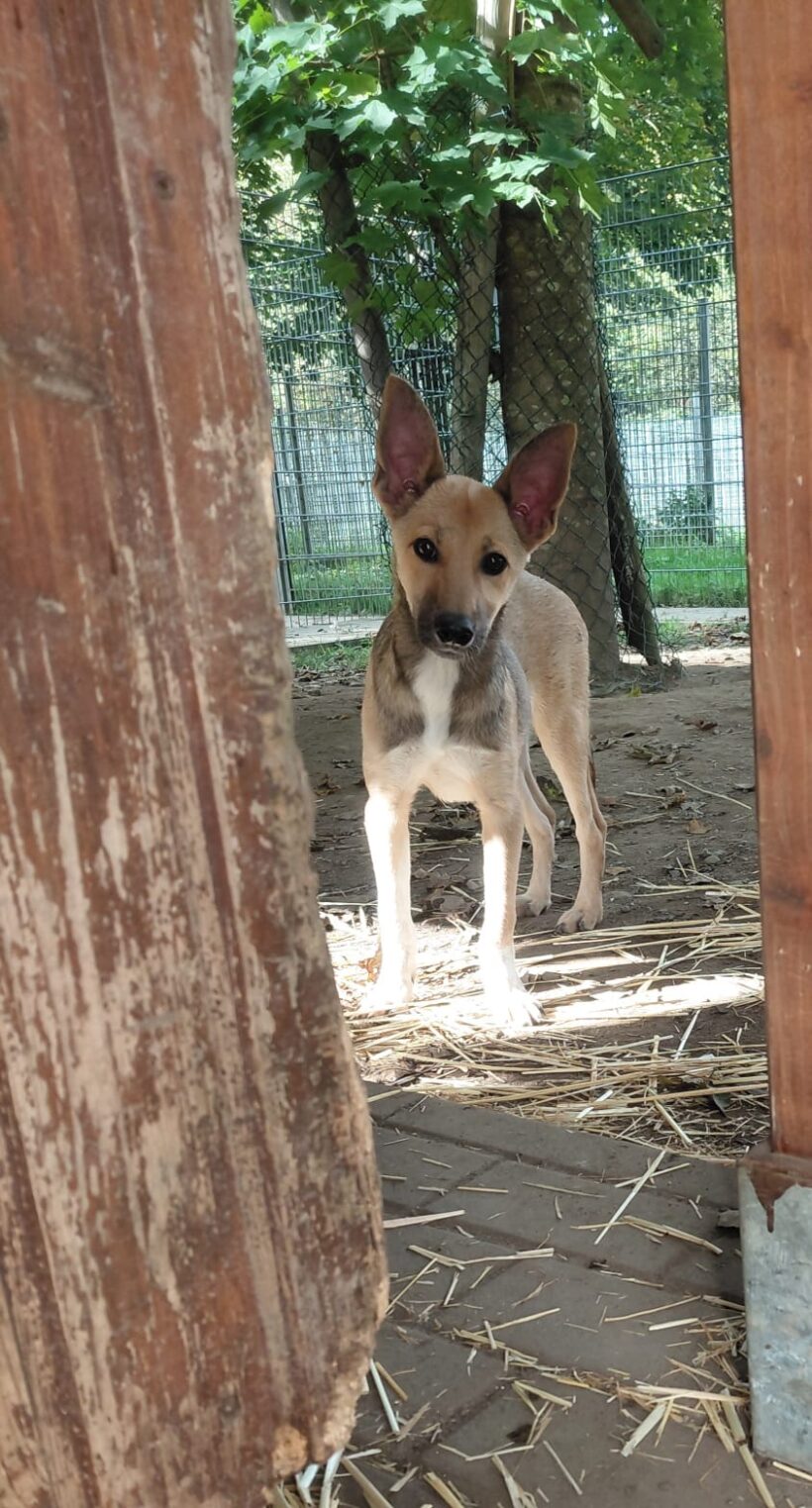 Tilki