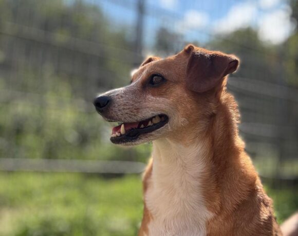 Laika