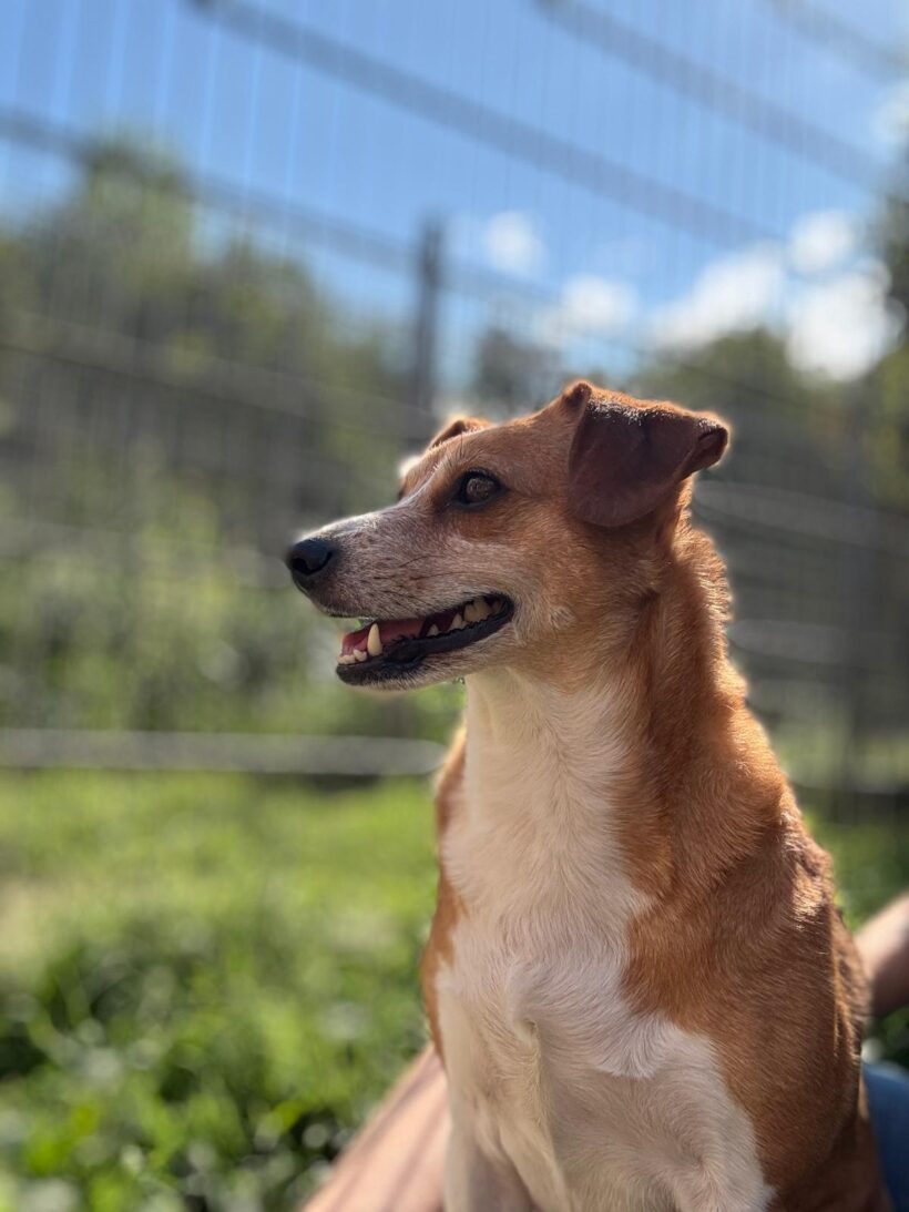 Laika