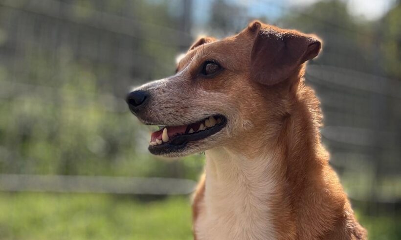 Laika