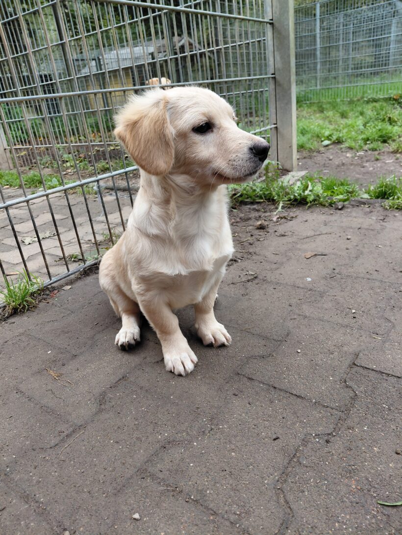 Ceasar (hat Interessenten)