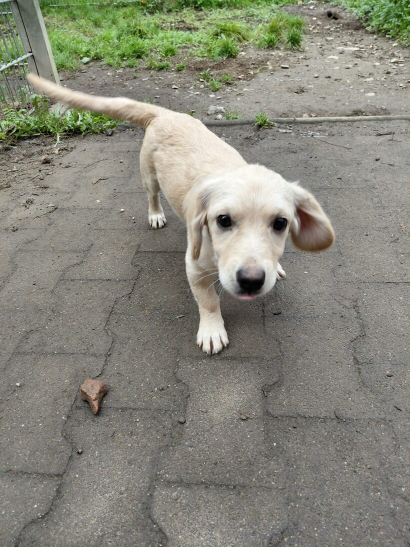 Ceasar (hat Interessenten)