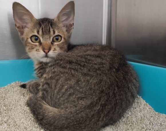 Fund: Junger Kater, getigert, Waldgebiet Henry-Dunant-Straße