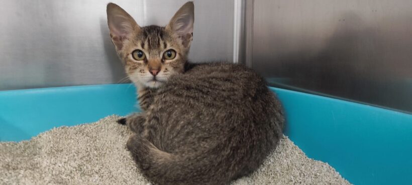 Fund: Junger Kater, getigert, Waldgebiet Henry-Dunant-Straße