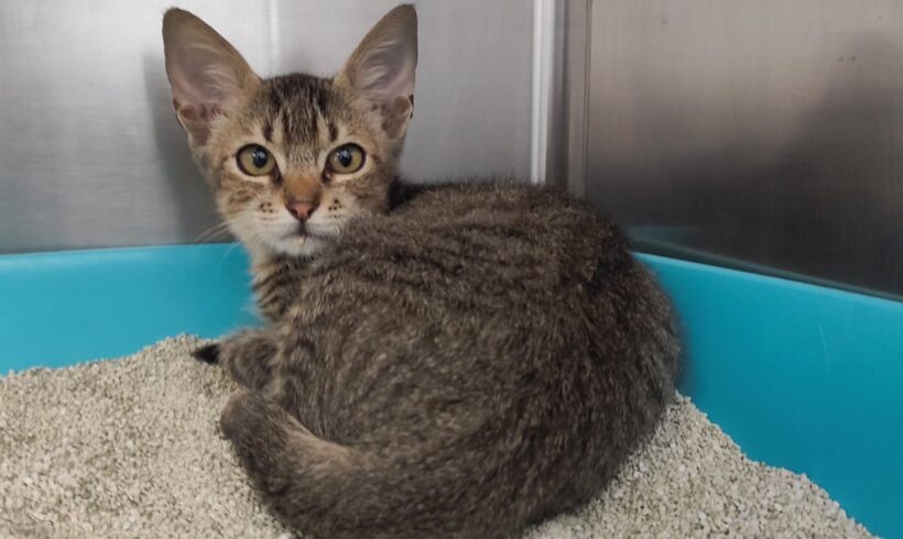 Fund: Junger Kater, getigert, Waldgebiet Henry-Dunant-Straße