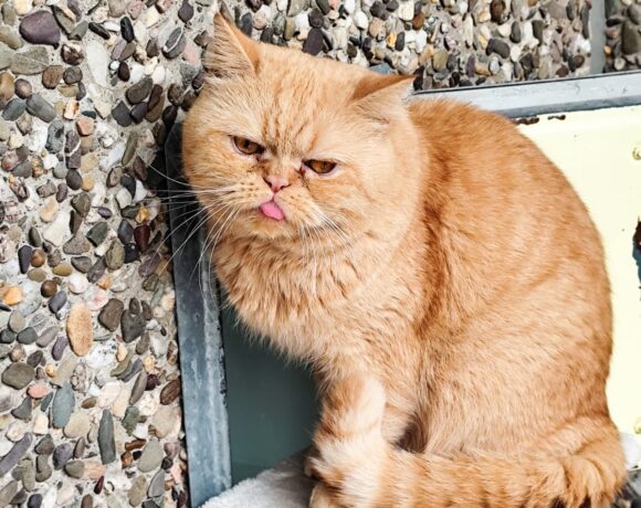 Sir Brummellord Sir Brummellord