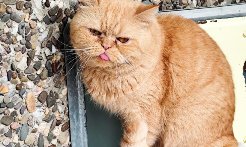 Sir Brummellord Sir Brummellord