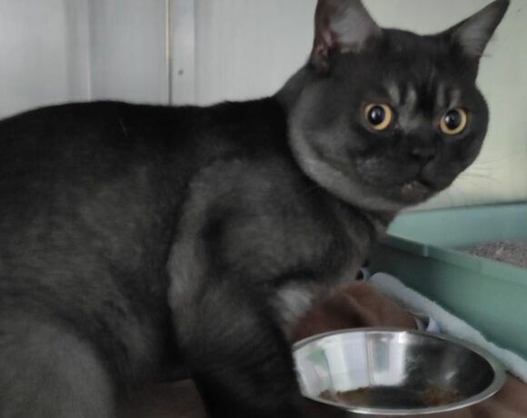 Fund: Kater, unkastriert, Burger Landstraße