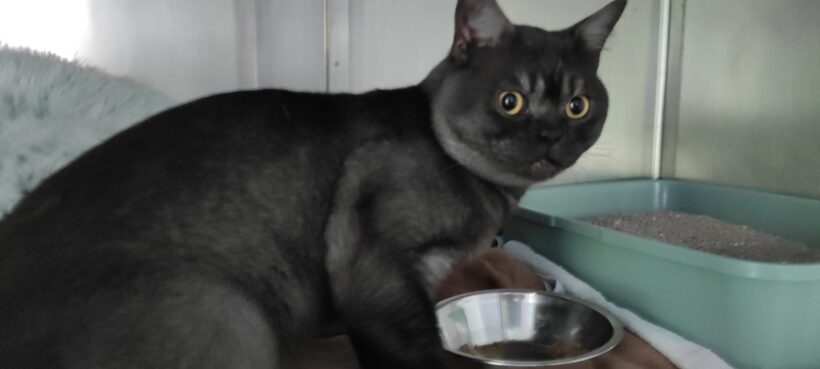 Fund: Kater, unkastriert, Burger Landstraße