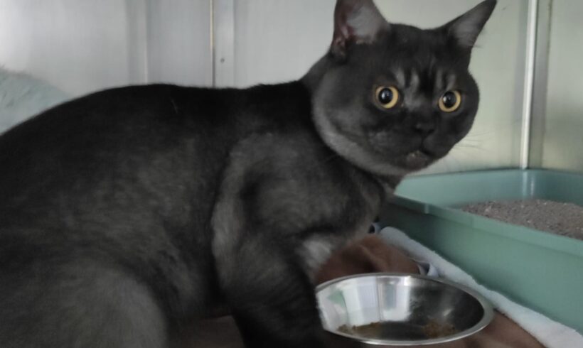 Fund: Kater, unkastriert, Burger Landstraße