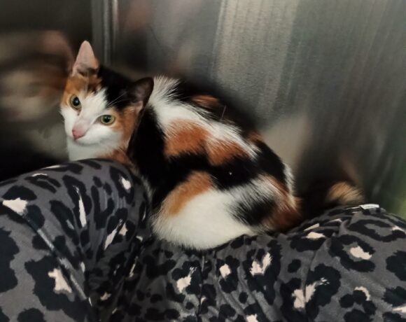 FUND: Katze, tricolor, Gabelsbergerstraße