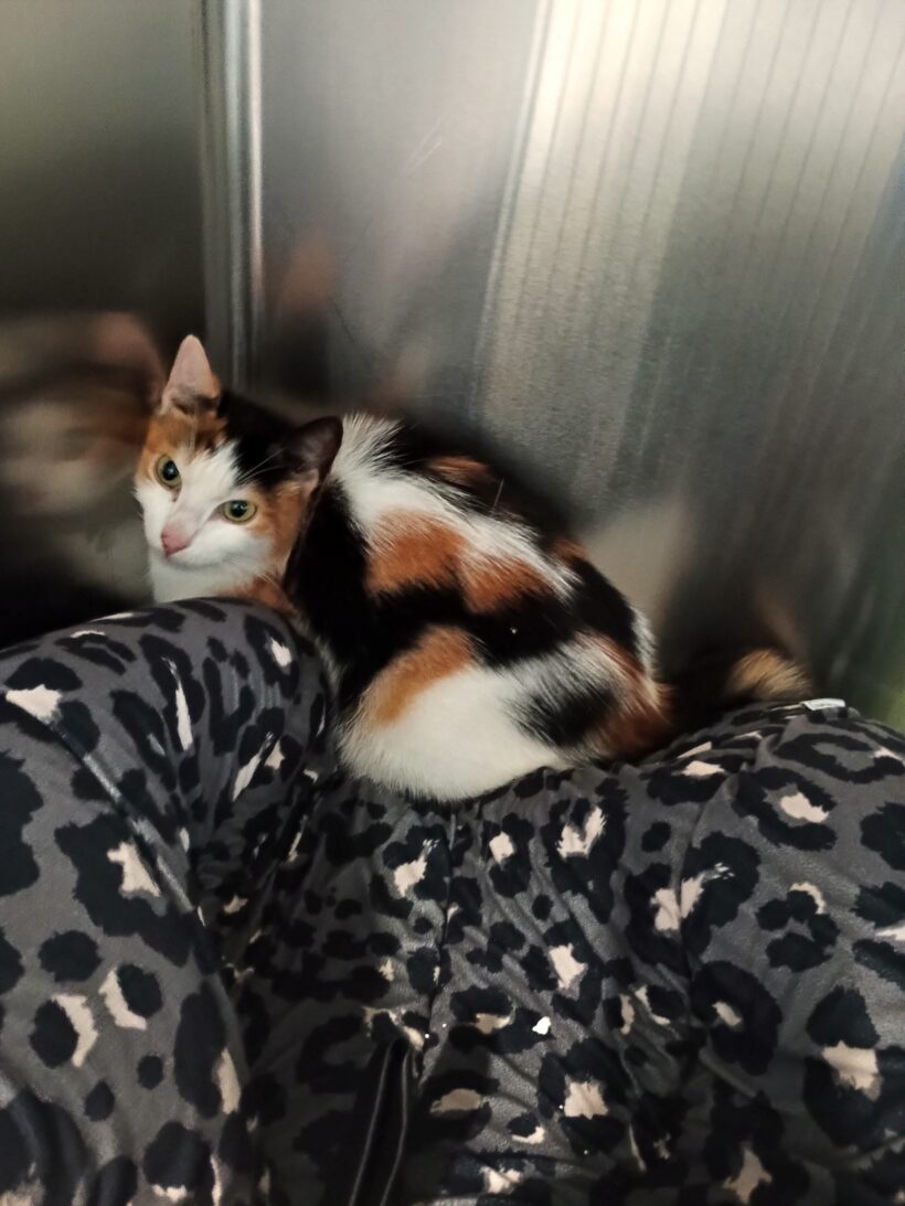 FUND: Katze, tricolor, Gabelsbergerstraße