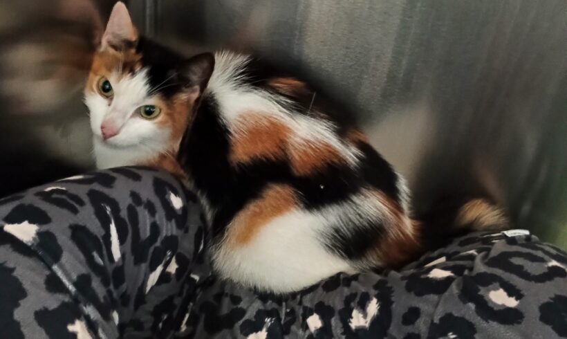 FUND: Katze, tricolor, Gabelsbergerstraße
