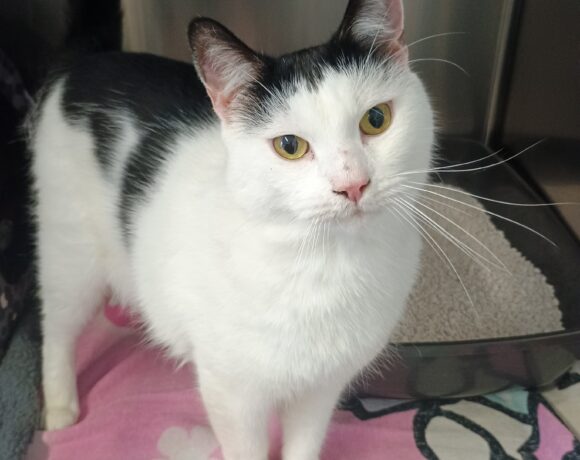 Fund: Kater, schwarz-weiß, Gaudastraße