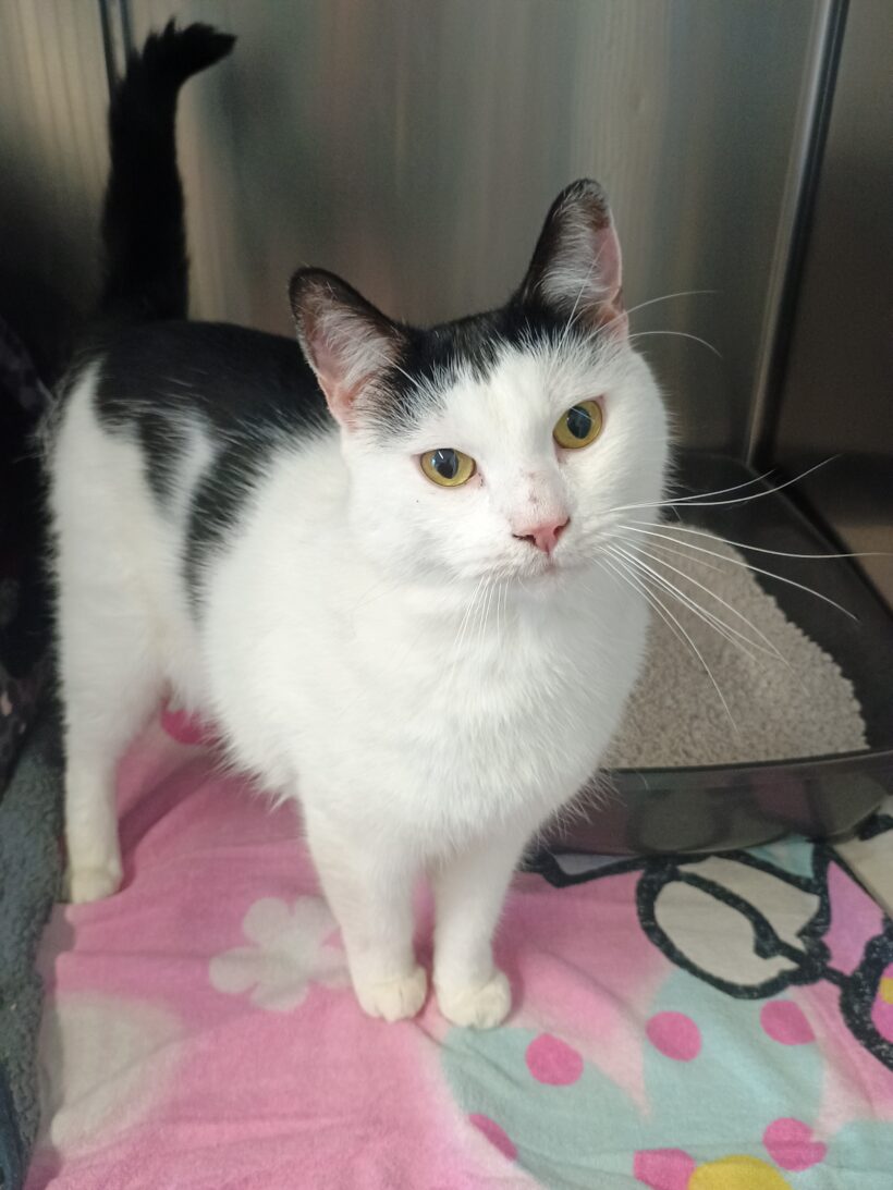 Fund: Kater, schwarz-weiß, Gaudastraße