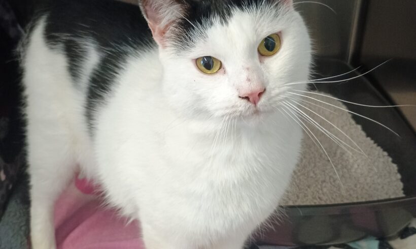 Fund: Kater, schwarz-weiß, Gaudastraße