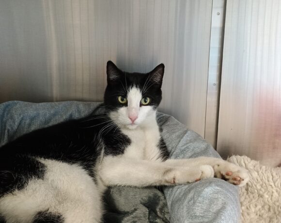Fund: Kater, schwarz-weiß, Heidberg Kleingartensiedlung