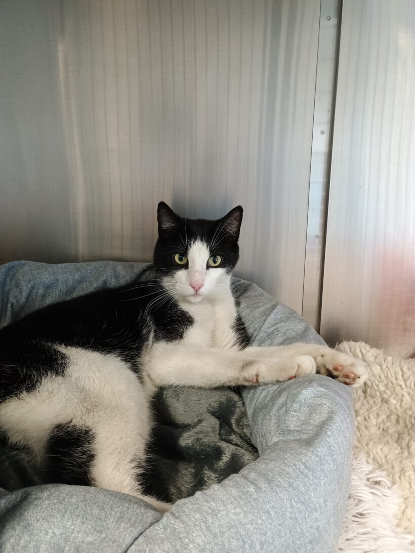 Fund: Kater, schwarz-weiß, Heidberg Kleingartensiedlung