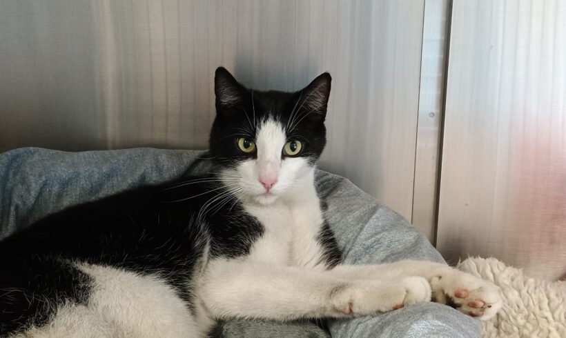 Fund: Kater, schwarz-weiß, Heidberg Kleingartensiedlung