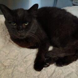 Fund: Katze, weiblich, schwarz, Bereich Kronenstraße