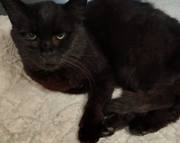 Fund: Katze, weiblich, schwarz, Bereich Kronenstraße