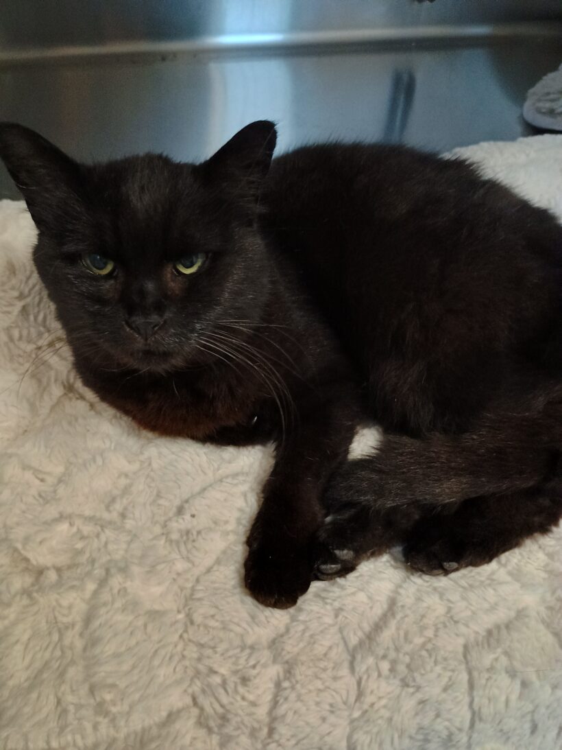 Fund: Katze, weiblich, schwarz, Bereich Kronenstraße