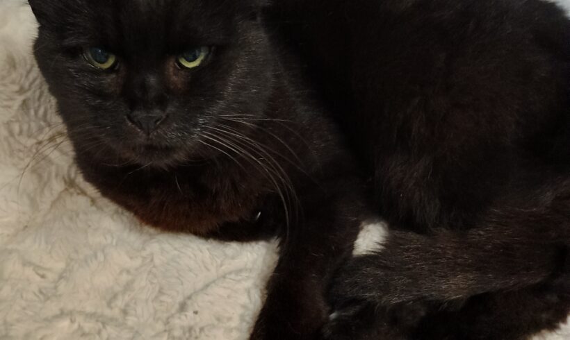 Fund: Katze, weiblich, schwarz, Bereich Kronenstraße