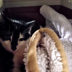 Fund: Katze, schwarz-weiß, Gabelsbergerstraße