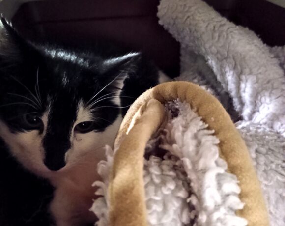 Fund: Katze, schwarz-weiß, Gabelsbergerstraße