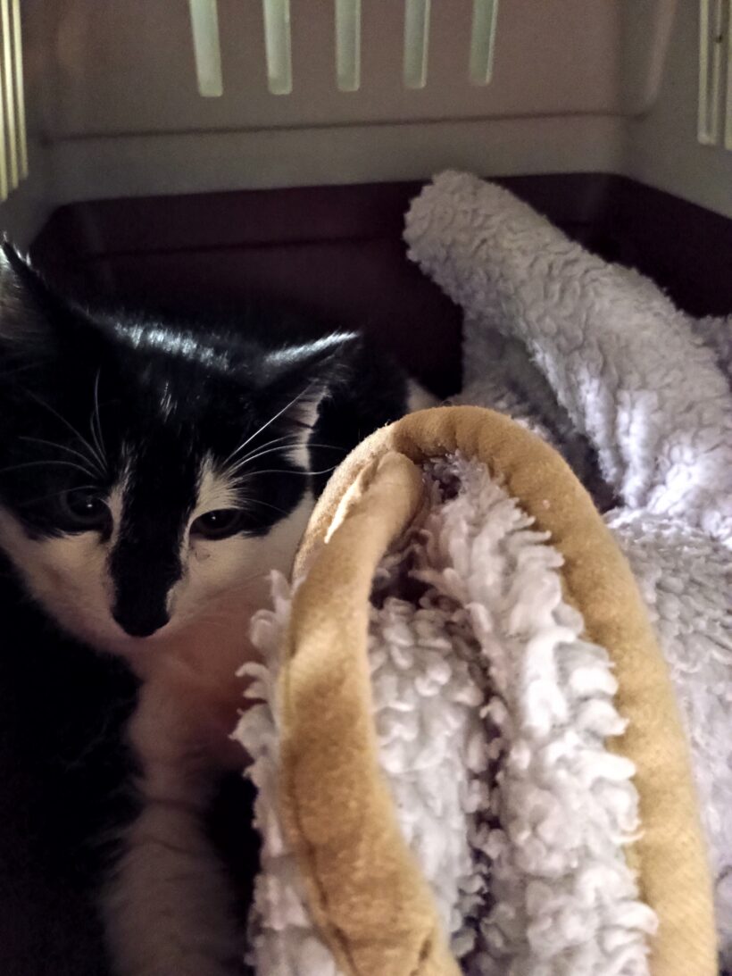 Fund: Katze, schwarz-weiß, Gabelsbergerstraße