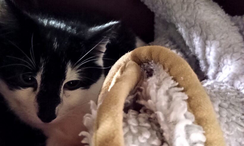 Fund: Katze, schwarz-weiß, Gabelsbergerstraße