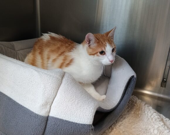 Fund: Kater, rot-weiß, Gabelsbergerstraße